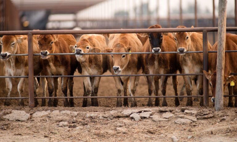 Cattle Chewing Knawing Metal Fence Rail Farm Ranch Livestock